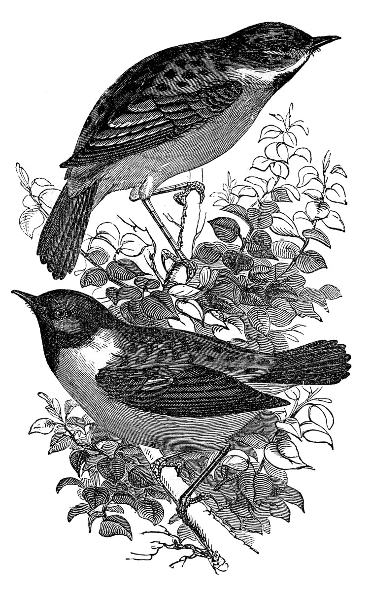 Vintage Clip Art - Birds and Nest Engravings - The Graphics Fairy