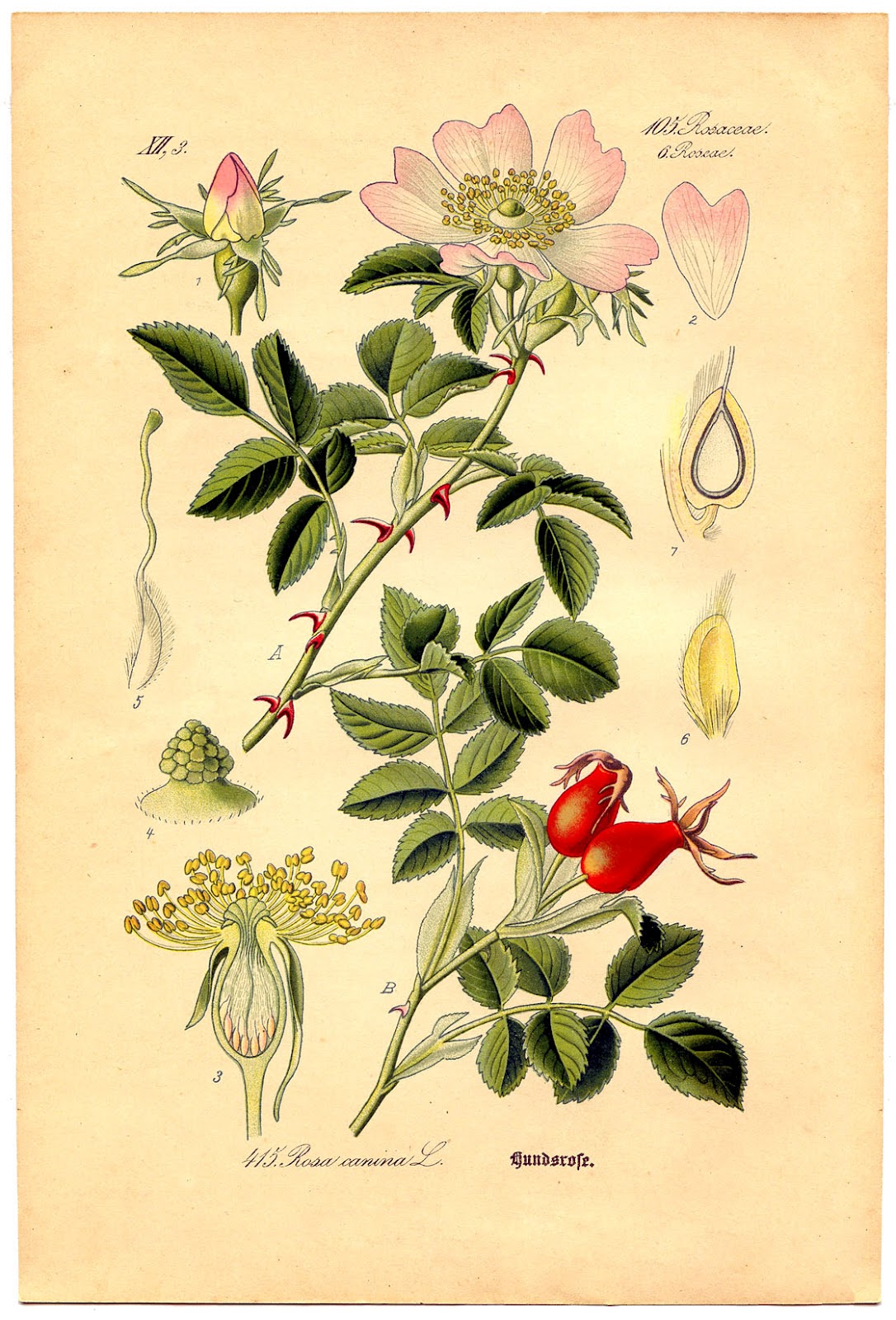 Instant Art Printable - Wild Rose Botanical # 4 - The Graphics Fairy