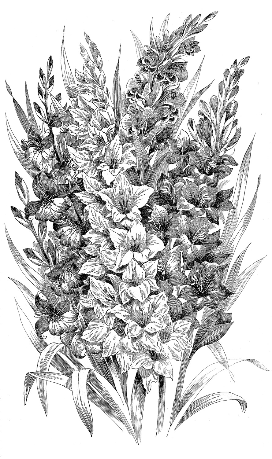 Vintage Clip Art - Black and White Gladiolus -Engraving ...