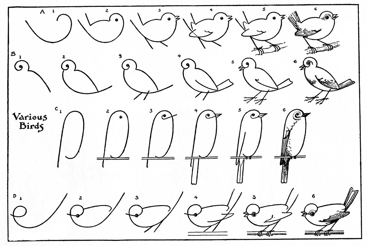 How to Draw Birds 2 The Graphics Fairy