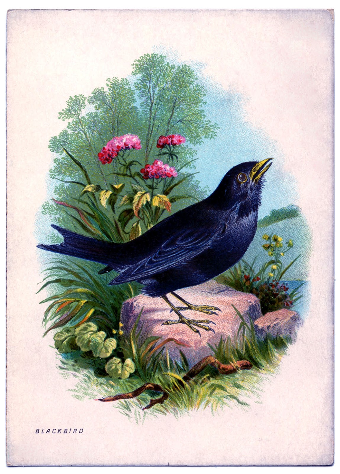Instant Art Printable Beautiful Blackbird The Graphics