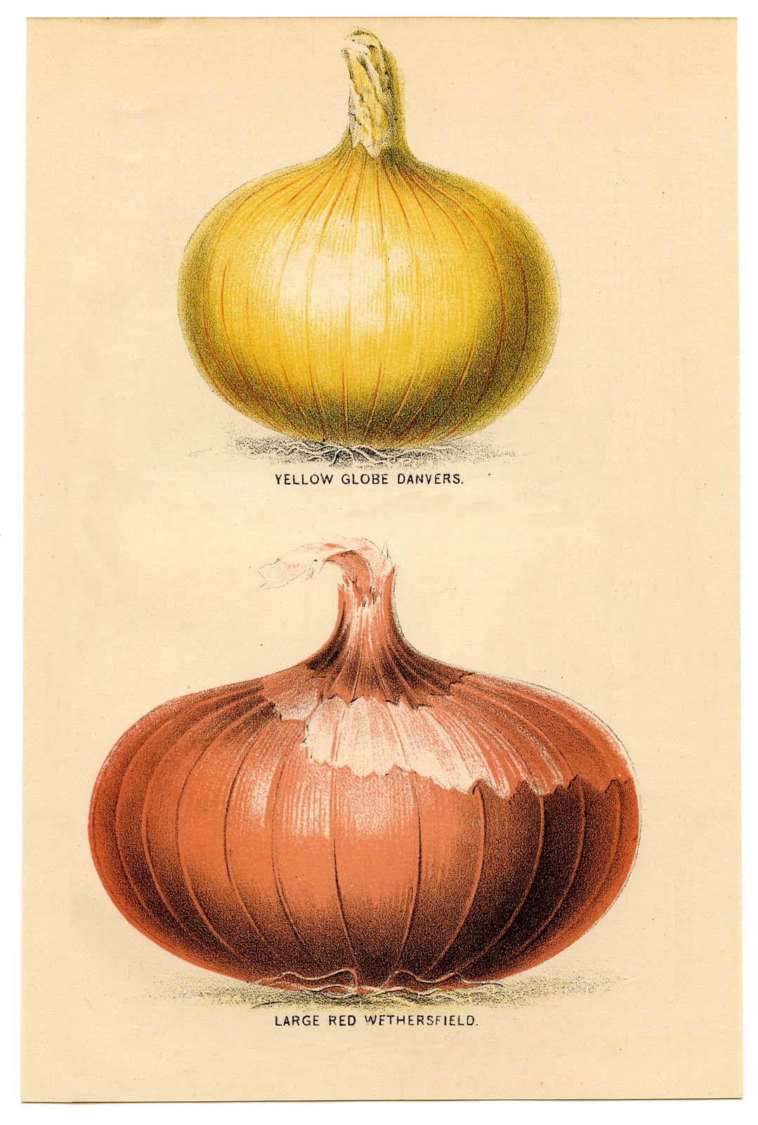 Instant Art Printable - Vintage Onions - The Graphics Fairy