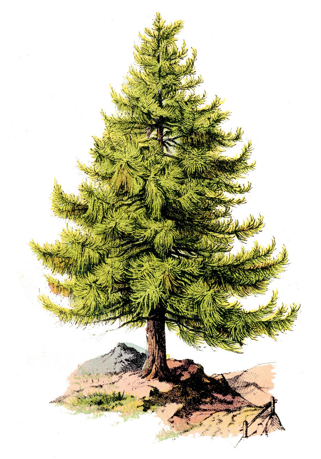 Vintage Clip Art - Perfect Pine Tree - The Graphics Fairy