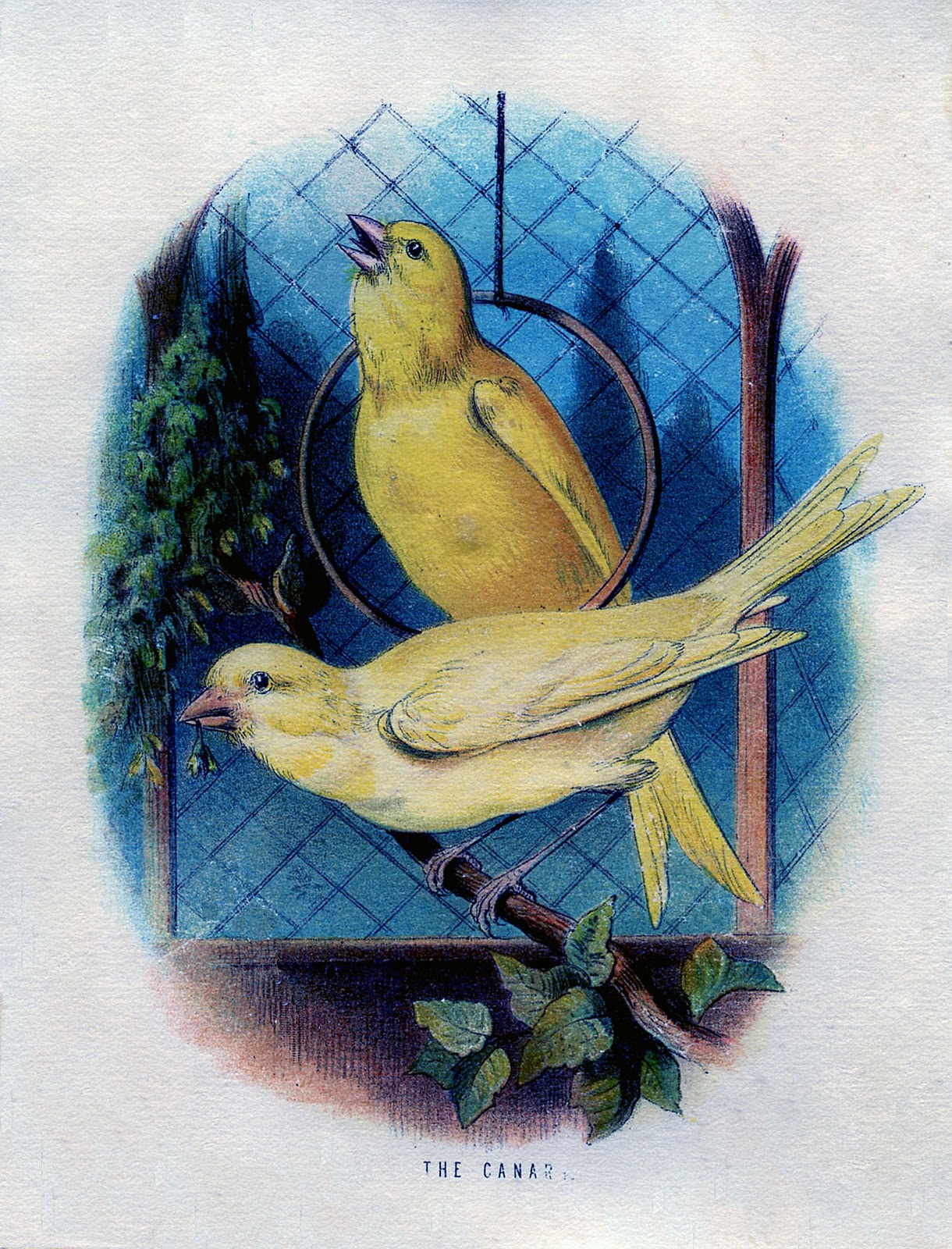 Vintage Graphic - 2 Canary Birds in a Cage - The Graphics Fairy