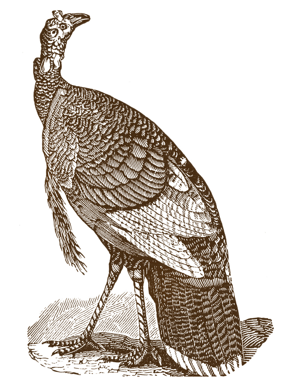 Vintage Thanksgiving Clip Art - Turkeys - The Graphics Fairy