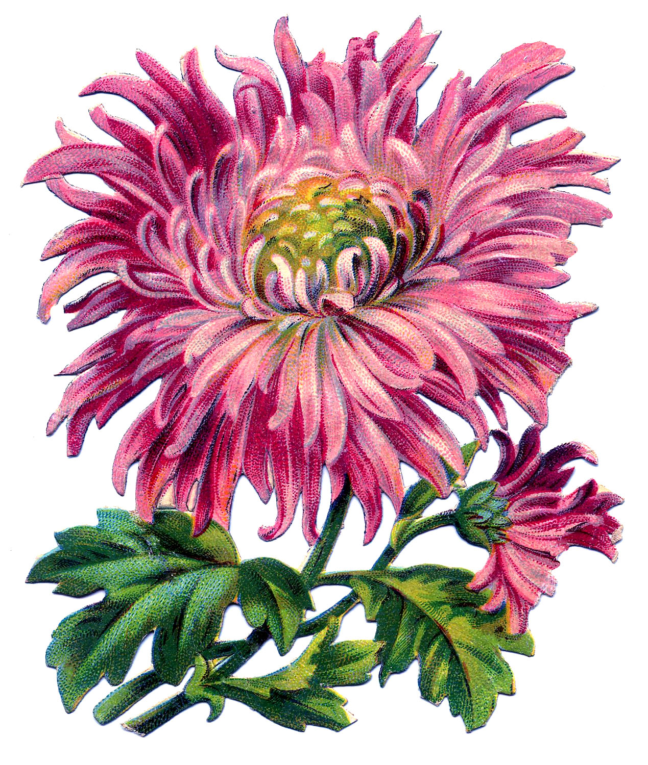 Vintage Image - Pink Chrysanthemum - The Graphics Fairy