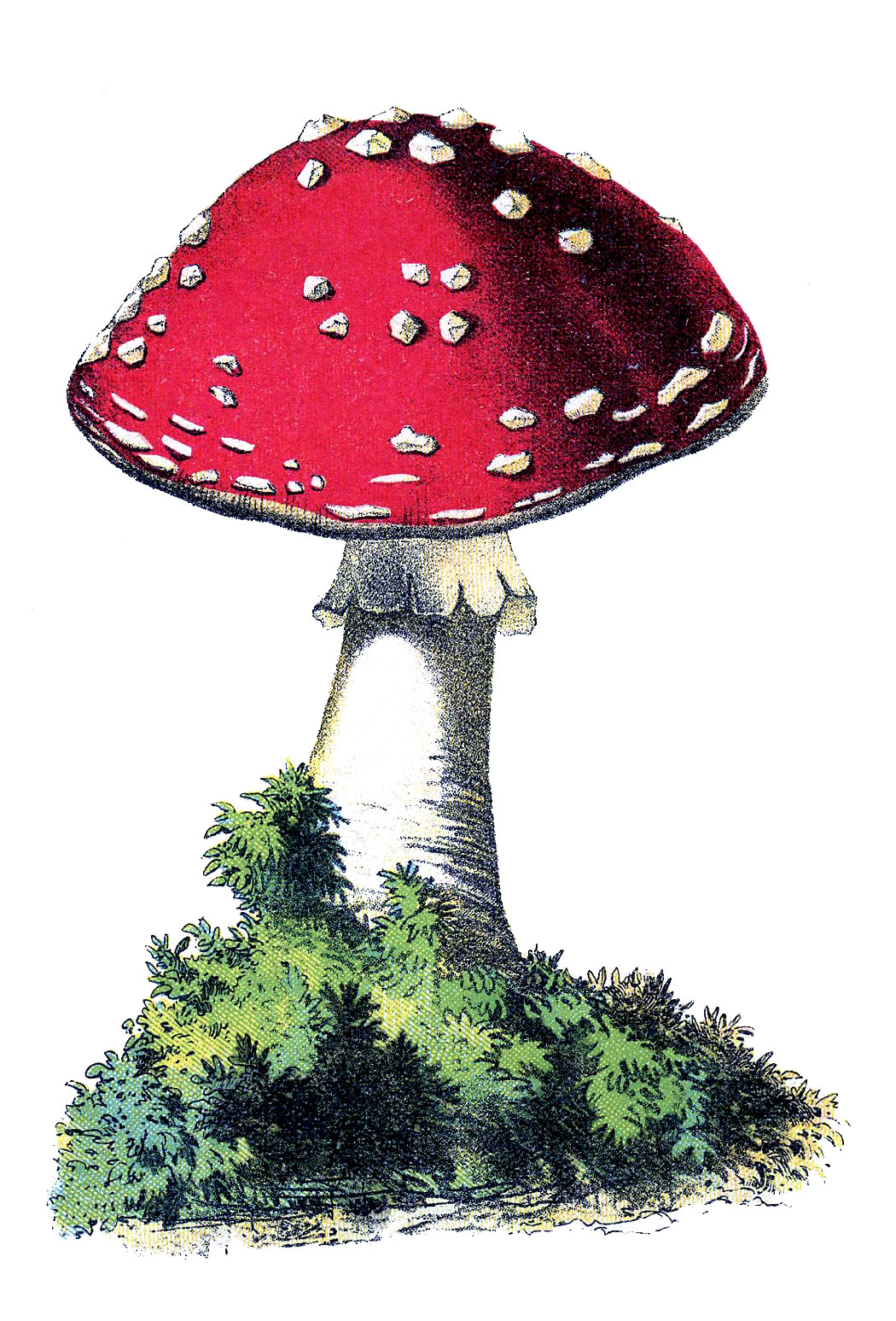 Vintage Graphic Cute Red and White Mushroom The Graphics Fairy