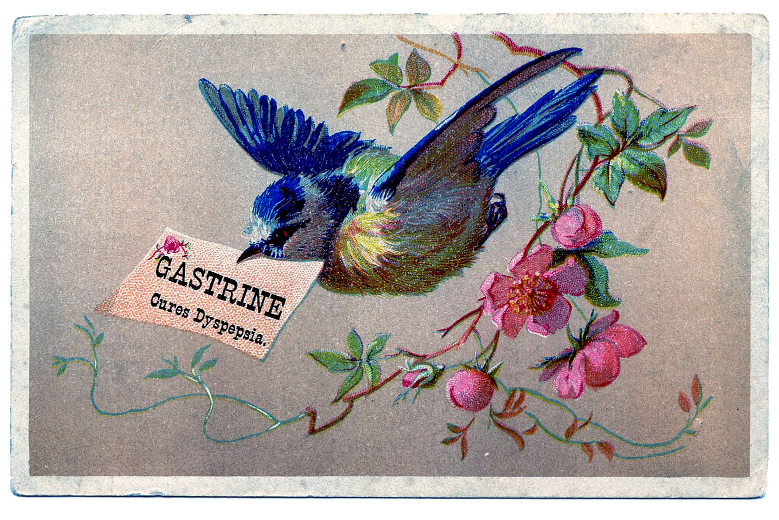 Vintage Clip Art - Bluebird with Cherry Blossoms - The Graphics Fairy