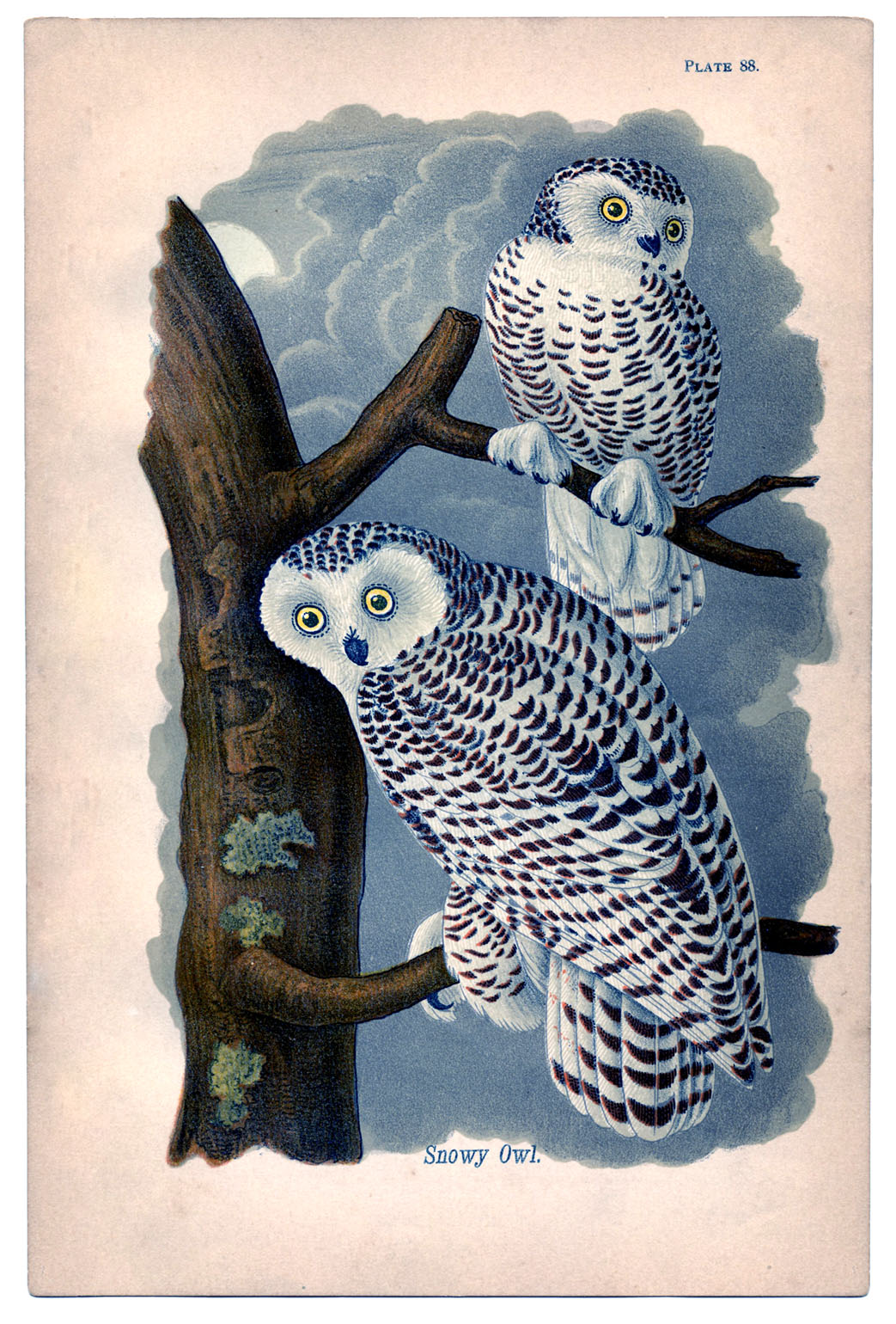 Instant Art Printable - Lovely Snowy Owls - The Graphics Fairy