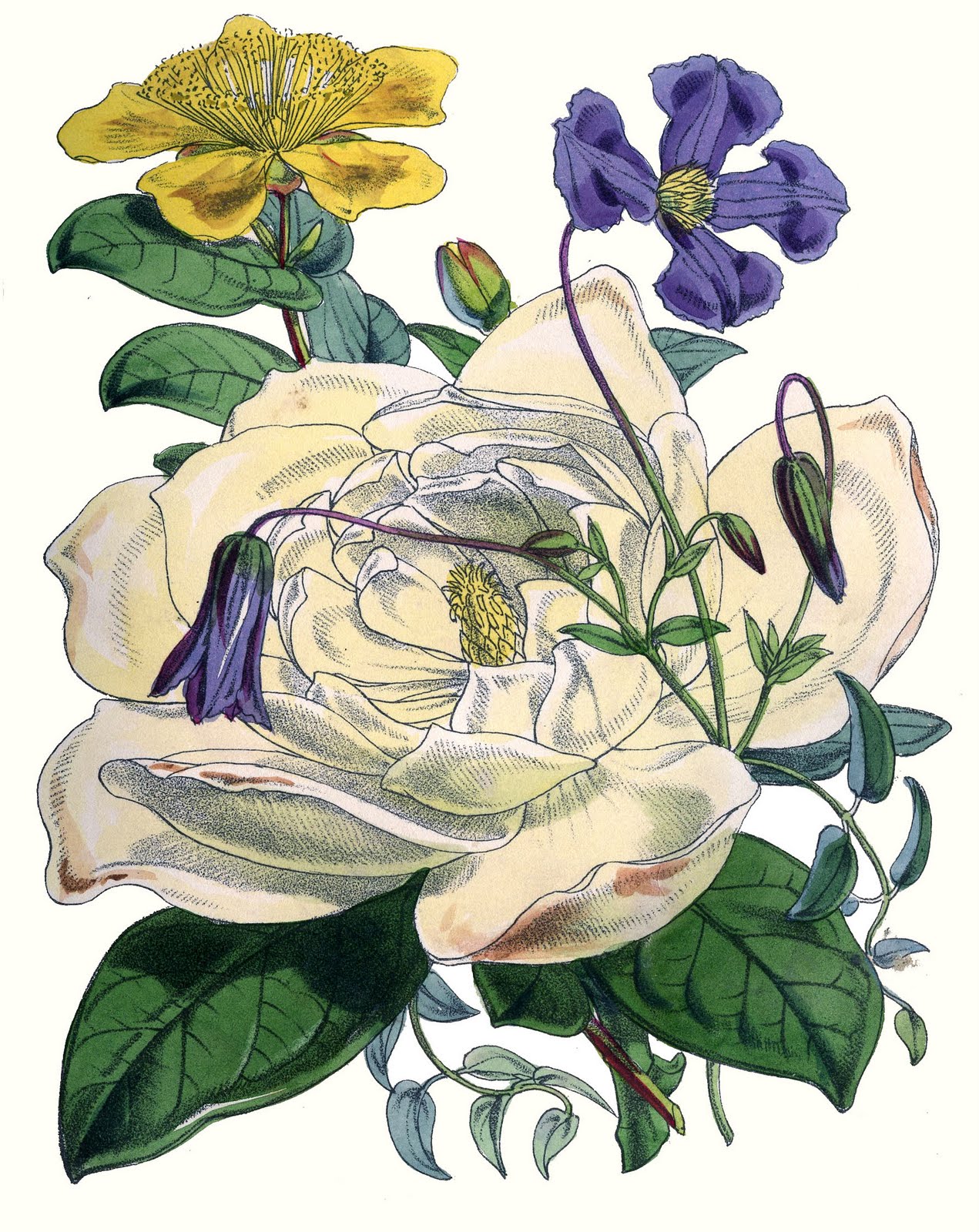 botanical illustration free download