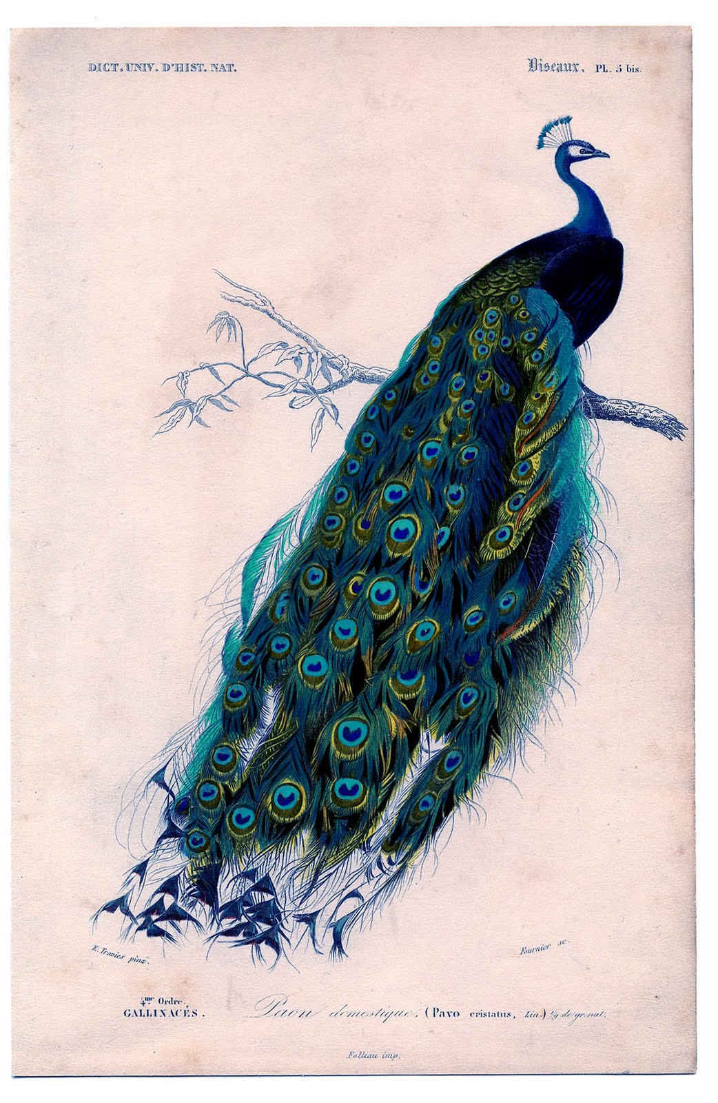 Vintage Clip Art - Natural History - Stunning Peacock - The Graphics Fairy