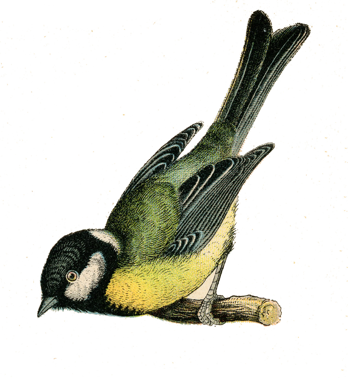 Free Vintage Bird Prints Vintage Clip Art