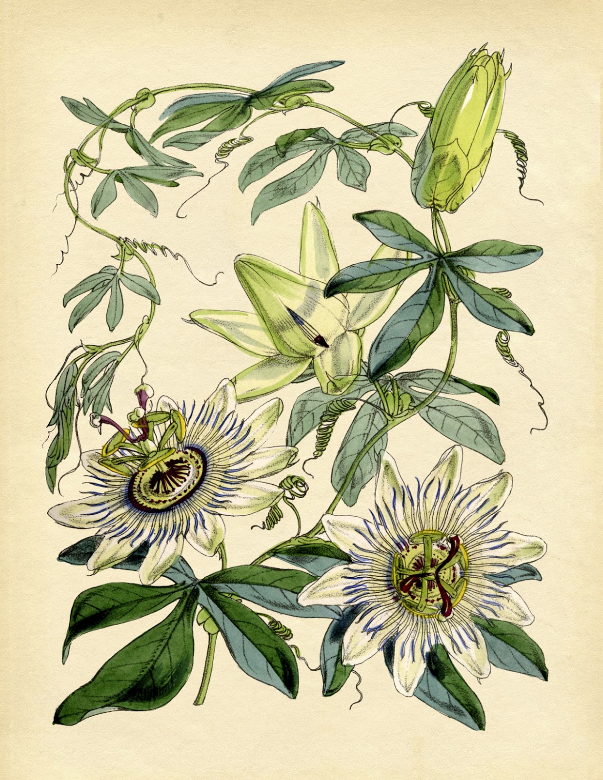 tamil-herbs-botanical-names-pdf-free