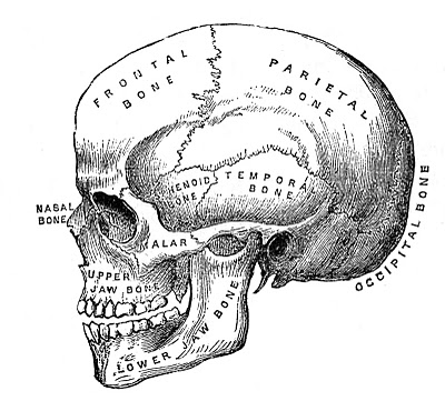 Vintage Halloween Clip Art - Anatomy Skull - Printable ...