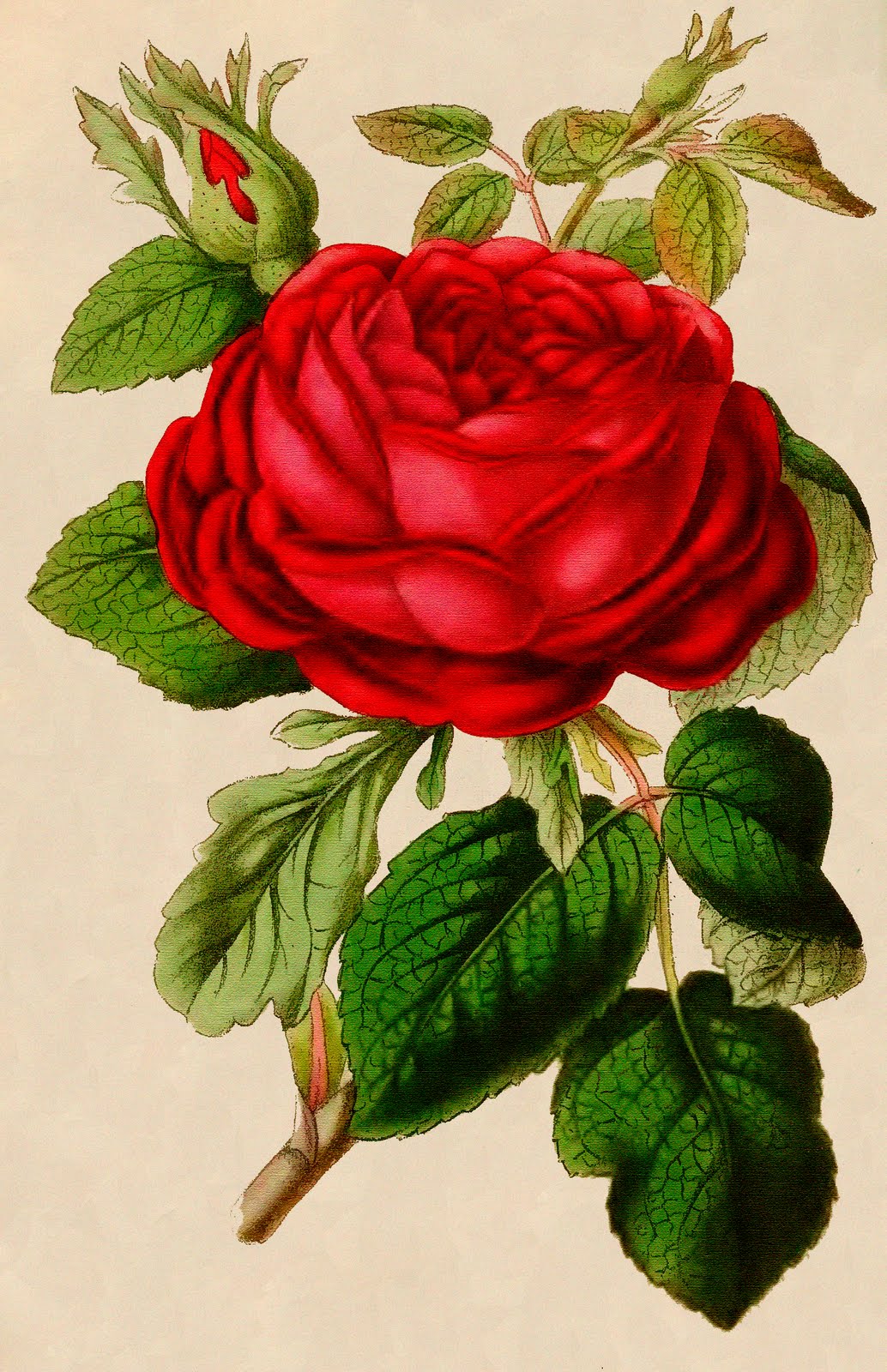 Vintage Rose Pictures 3