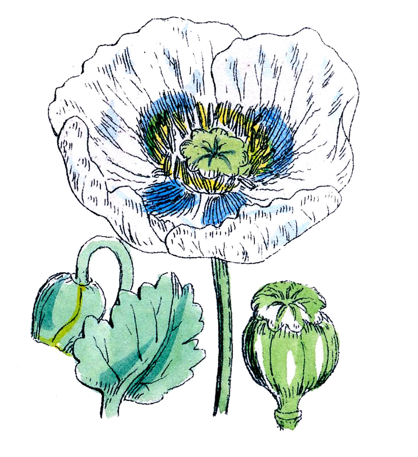 Vintage Botanical Clip Art - Poppies - The Graphics Fairy