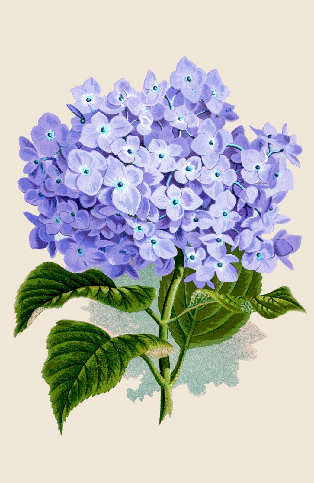 Vintage Printable Instant Art - Amazing Purple Hydrangea - The Graphics