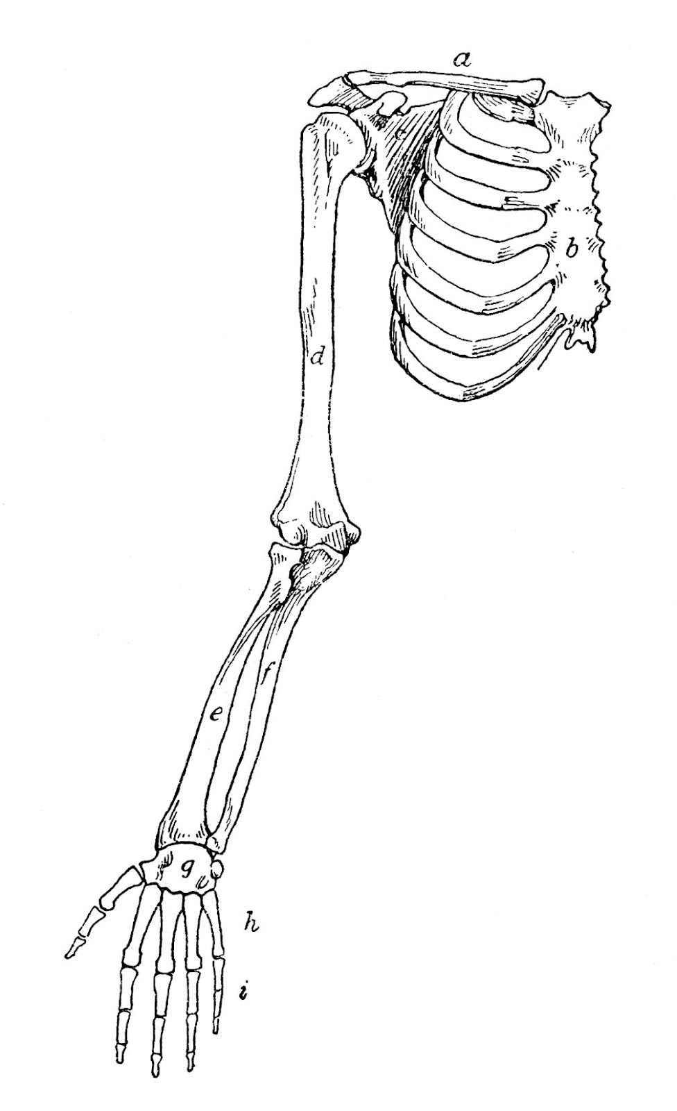 printable-skeletal-system-coloring-pages