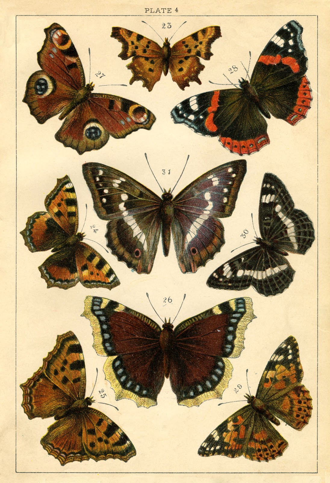 Instant Art Printable Antique Butterflies and Moths