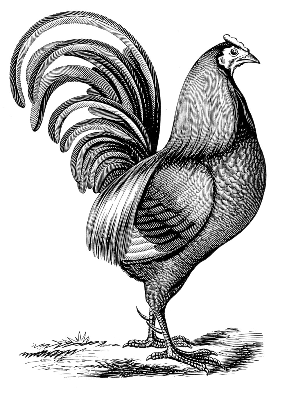 Vintage Clip Art - Chicken with Fancy Tail - The Graphics ...