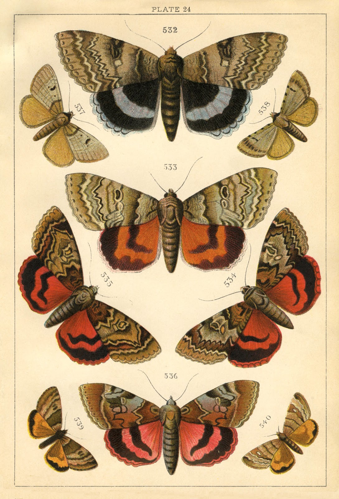 natural history print moths the graphics fairy