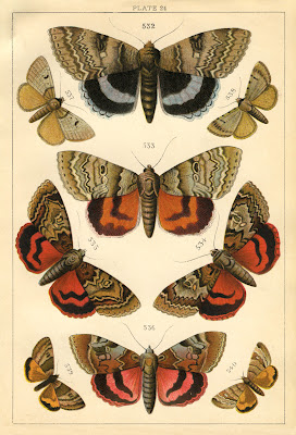 Natural History Print - Moths - The Graphics Fairy