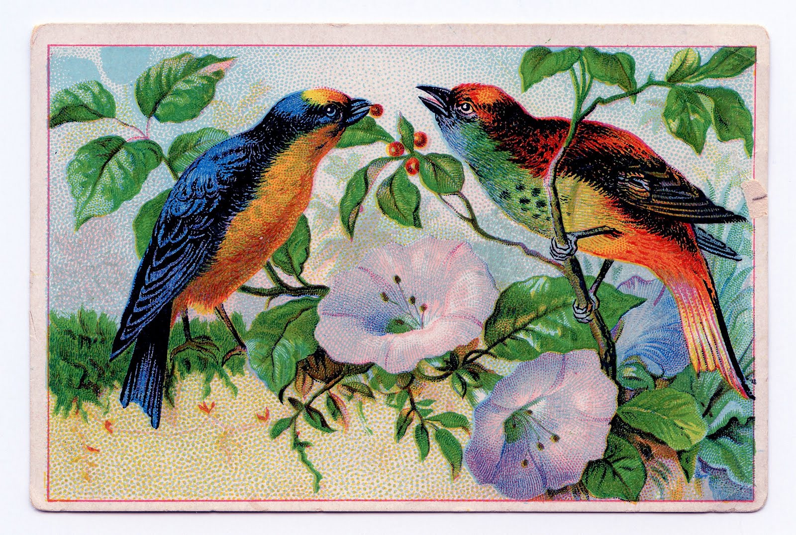 Free Vintage Clip Art Bright Birds Advertising Card The Graphics Fairy