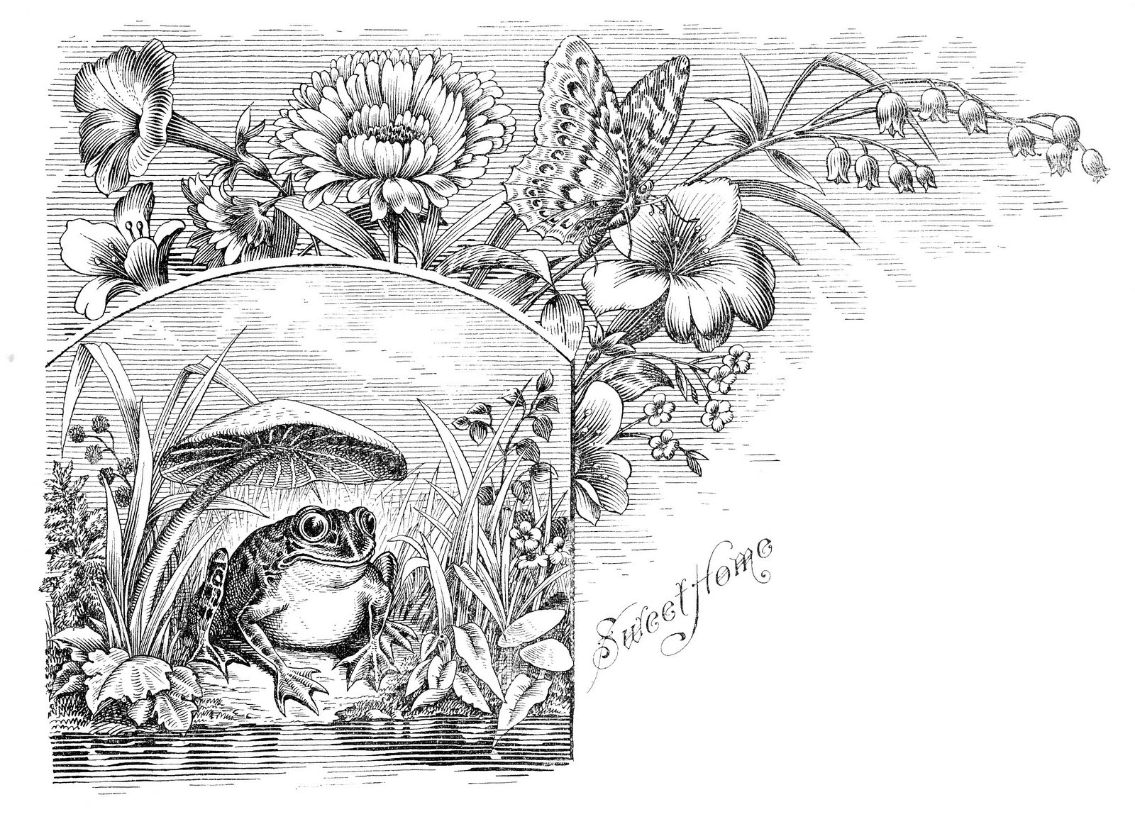 Free Antique Clip Art - Frog with Butterfly Engraving - The Graphics Fairy