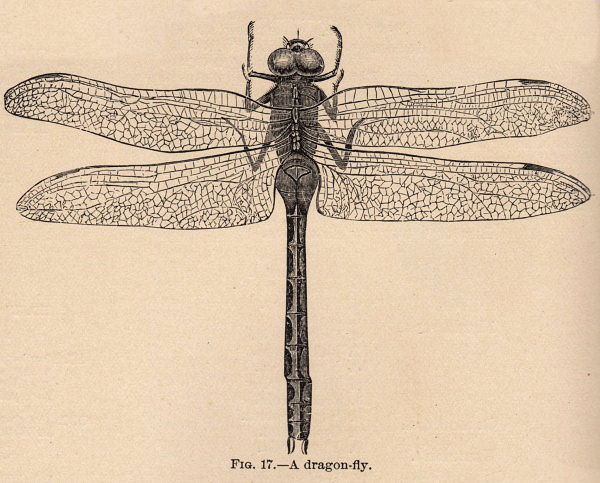 Download Vintage Clip Art - Dragonfly - The Graphics Fairy