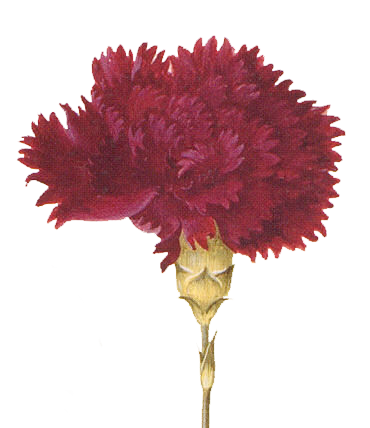 Free Clip Art - Red Carnation - The Graphics Fairy