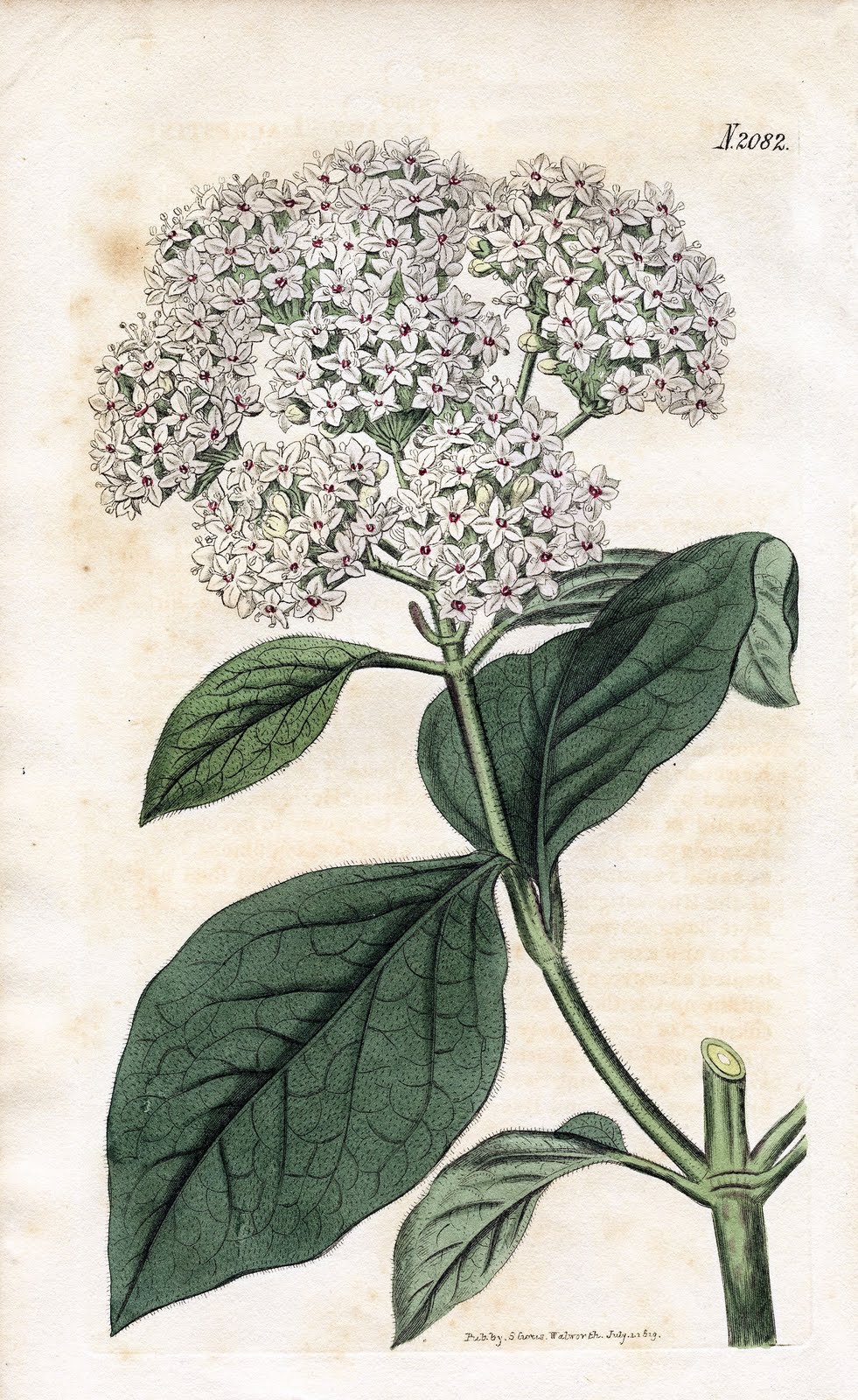 Lovely Antique Botanical Graphic - Viburnum - The Graphics Fairy