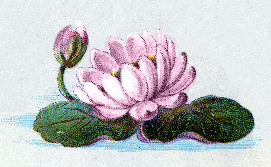 Vintage Clip Art - Water Lily - The Graphics Fairy