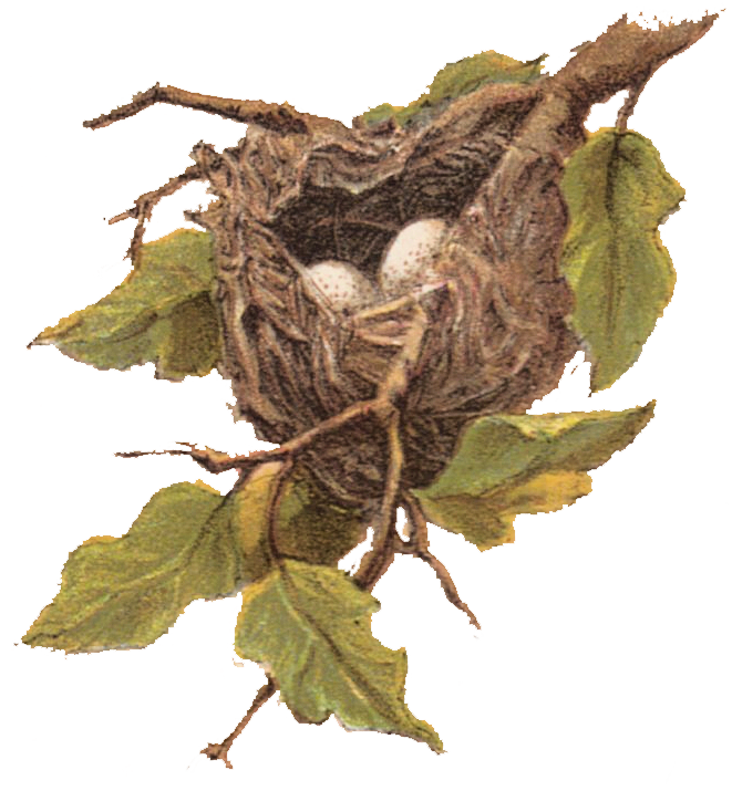 Free Vintage Clip Art - Nest with Eggs - The Graphics Fairy