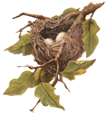 Free Vintage Clip Art - Nest with Eggs - The Graphics Fairy