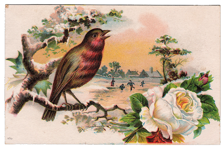 Free Vintage Graphic - Beautiful Bird with White Rose 