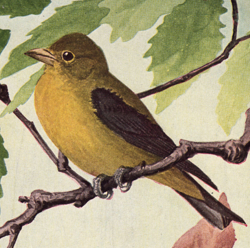 free-vintage-clip-art-yellow-bird-the-graphics-fairy