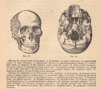Vintage Graphic - Anatomy - Skull Diagram - The Graphics Fairy