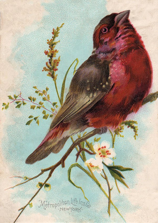 Free Vintage Clip Art - Cute Chunky Bird - The Graphics Fairy