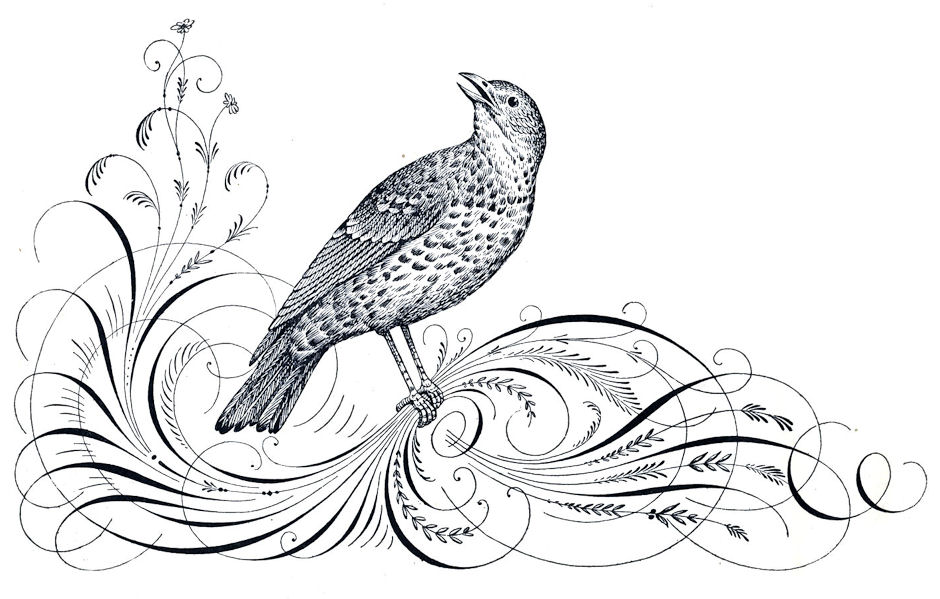 Free Antique Clip Art - Calligraphy Flourishes and Bird 