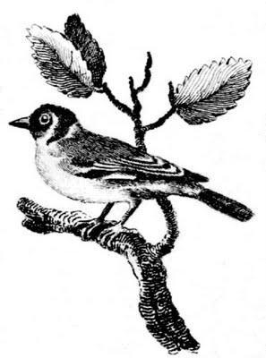 Vintage Bird on Branch Image