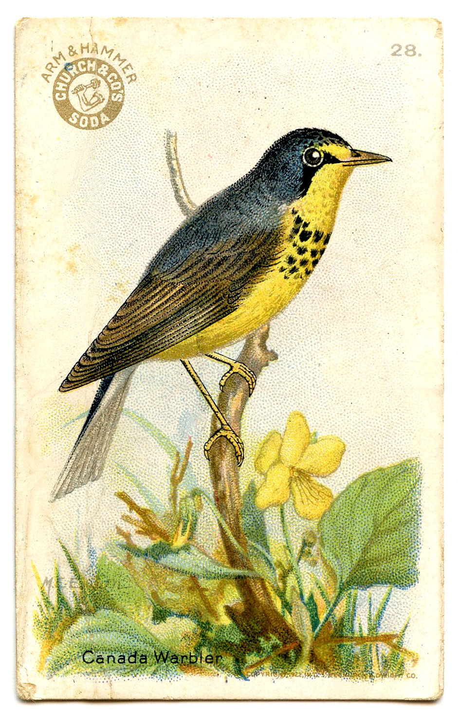 Free Vintage Clip Art - Pretty Little Birds - The Graphics Fairy