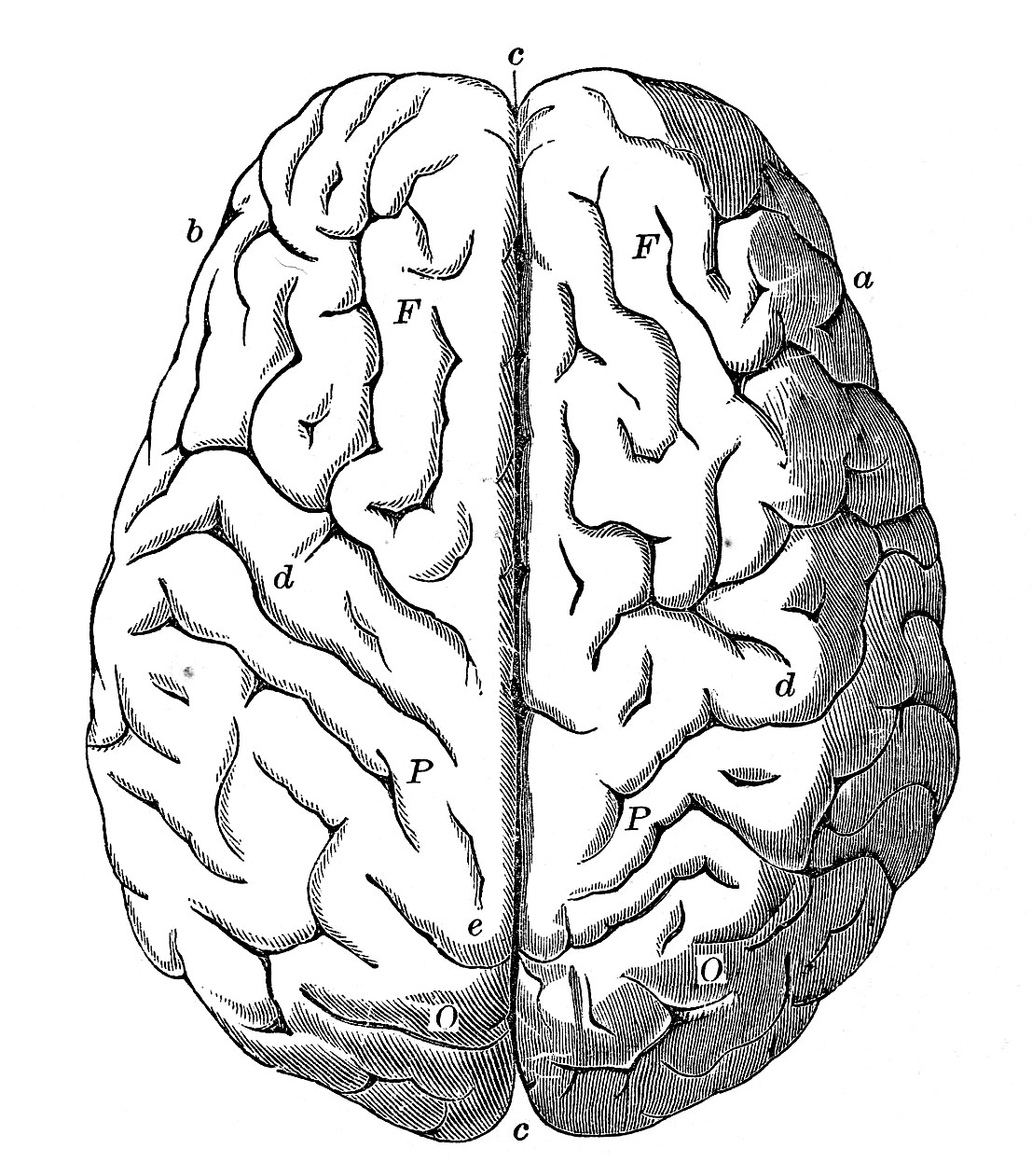 simple drawing of human brain