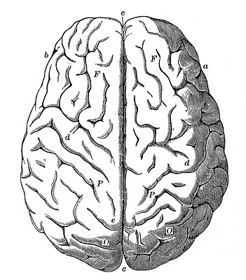 Vintage Anatomy Images - Human Brain - The Graphics Fairy
