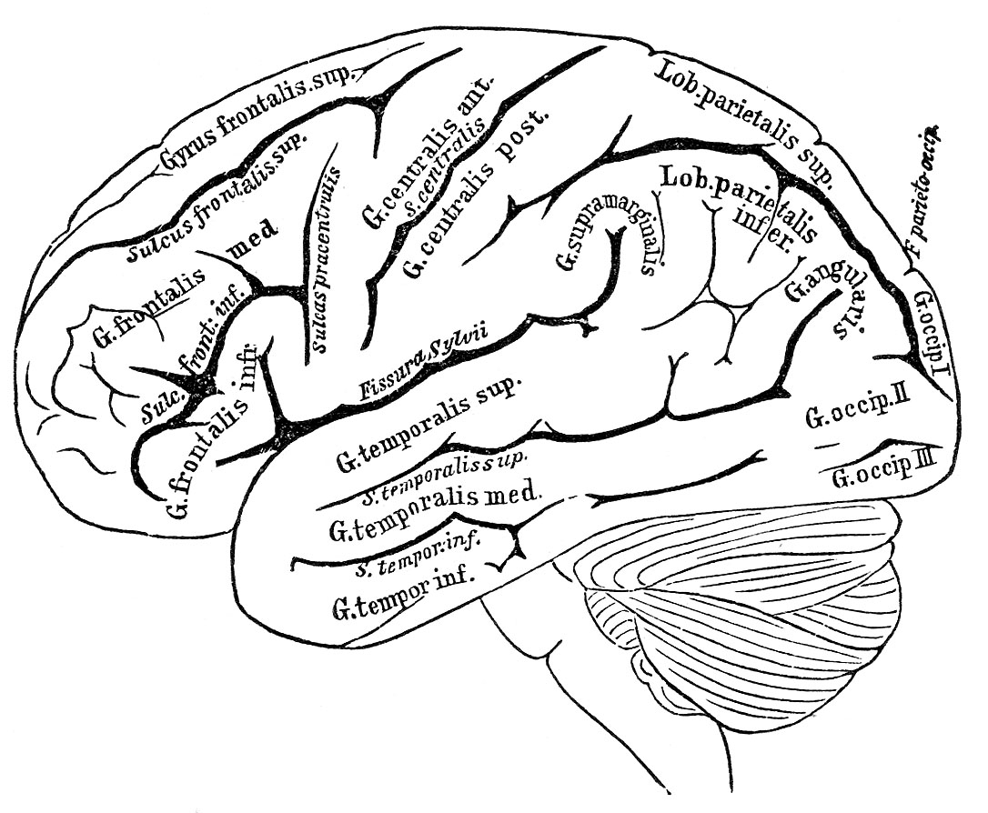 Vintage Anatomy Images - Human Brain - The Graphics Fairy