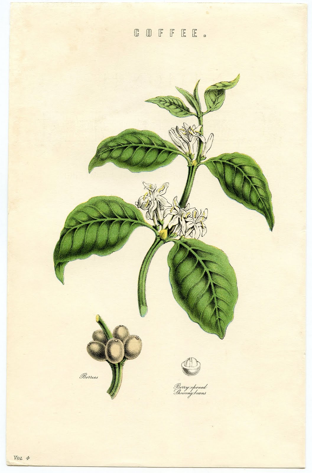 Antique Botanical Ephemera - Coffee Plant - Instant Art - The Graphics