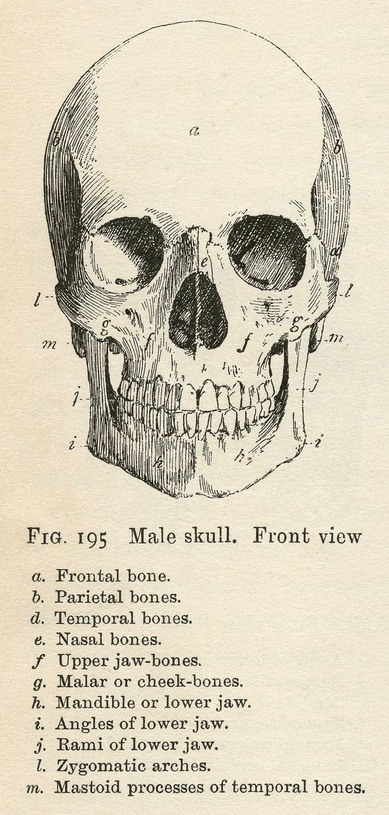 head on view anatomical skull sketch