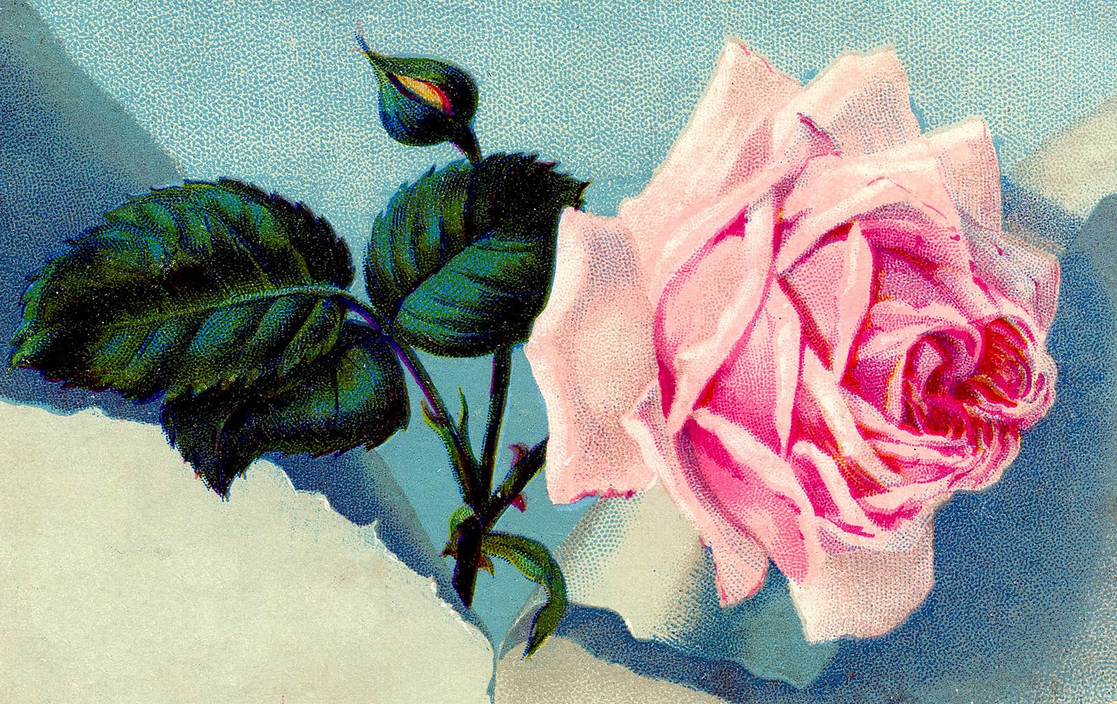 Vintage Clip Art - Gorgeous Pink Rose - The Graphics Fairy