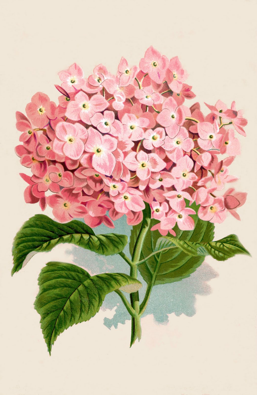 Image result for public domain vintage hydrangea