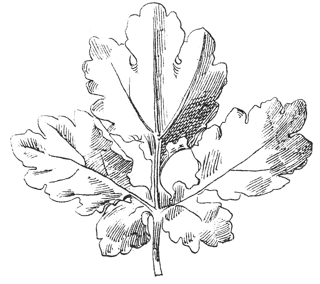 Vintage Clip Art - Beautiful Black and White Leaf Images - The Graphics