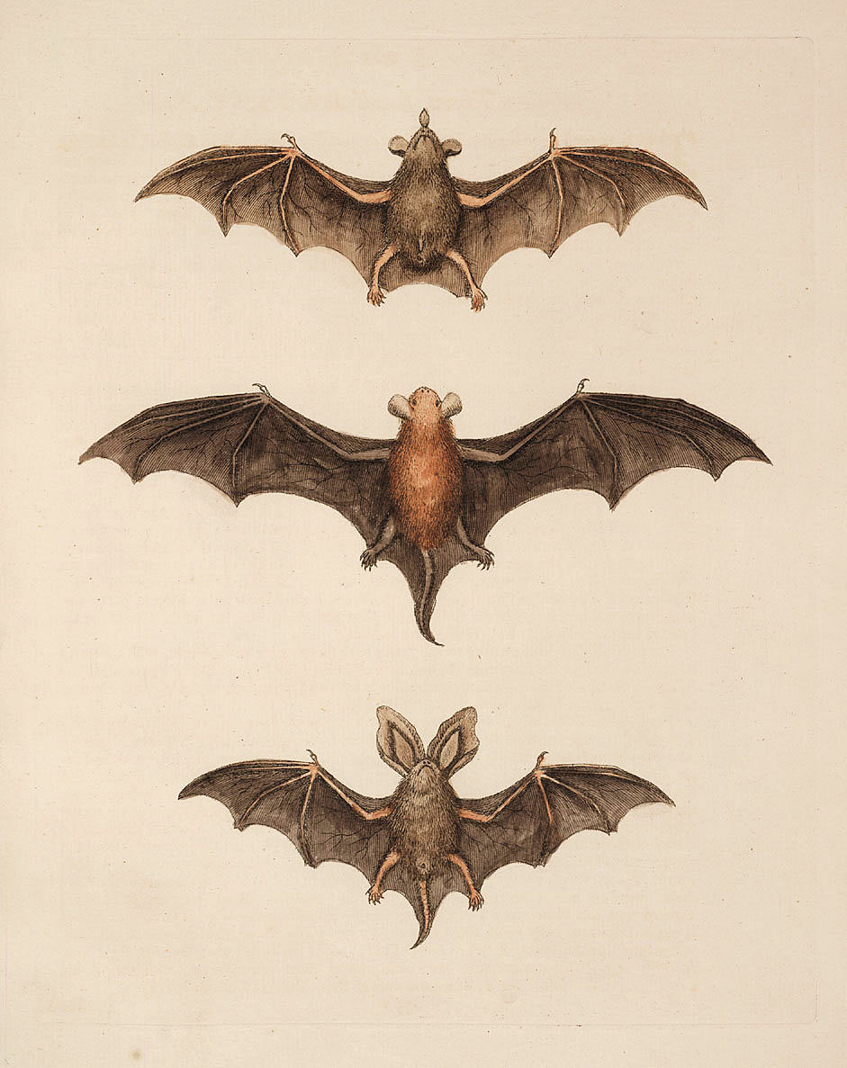 Free Halloween Clip Art - Flying Bats - The Graphics Fairy